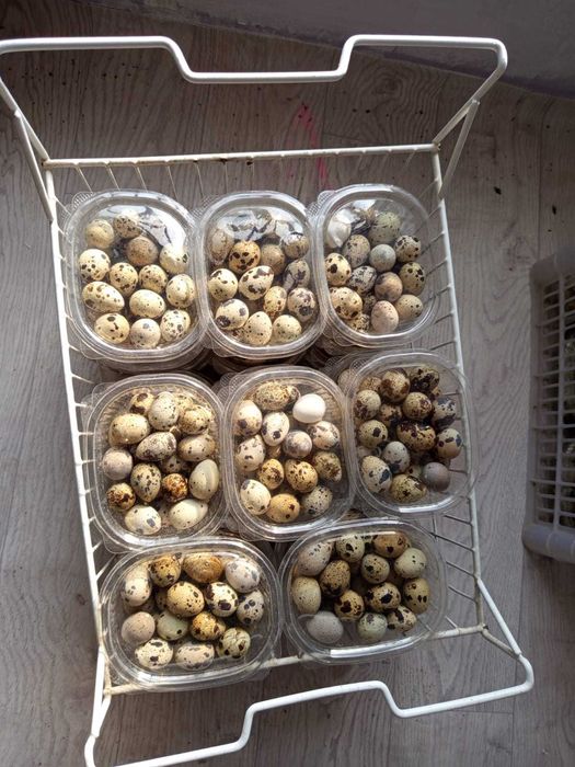 Бөдене жұмыртқалары сатылымда