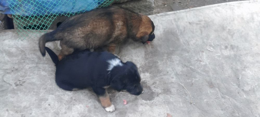 Щенки (Девочки)  Смешанной породы