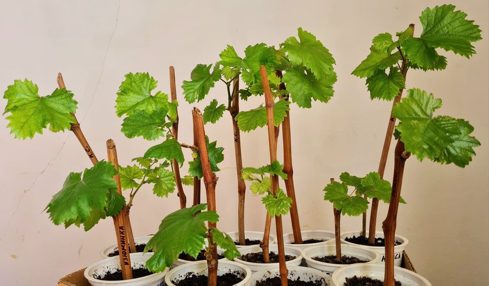 Вегетирующие саженцы винограда разных сортов.