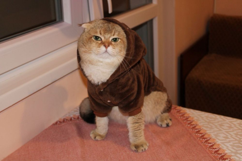 Шотландски клепоух котарак златна чинчила