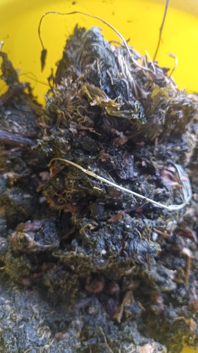 Масло репейное (домашнее)