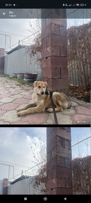 Алабай щенок 3 5 месяц