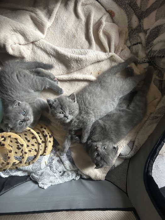 Продавам 3 британски и шотландски котенца