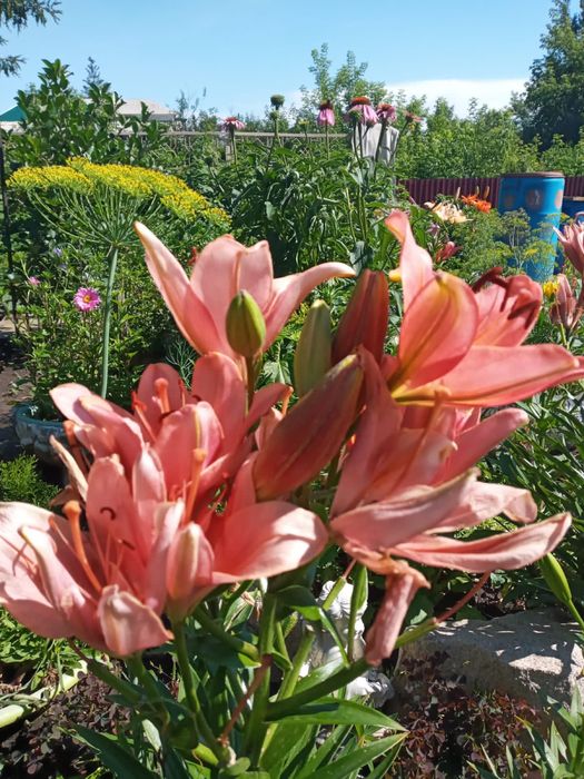 Продам луковицы садовых лилий