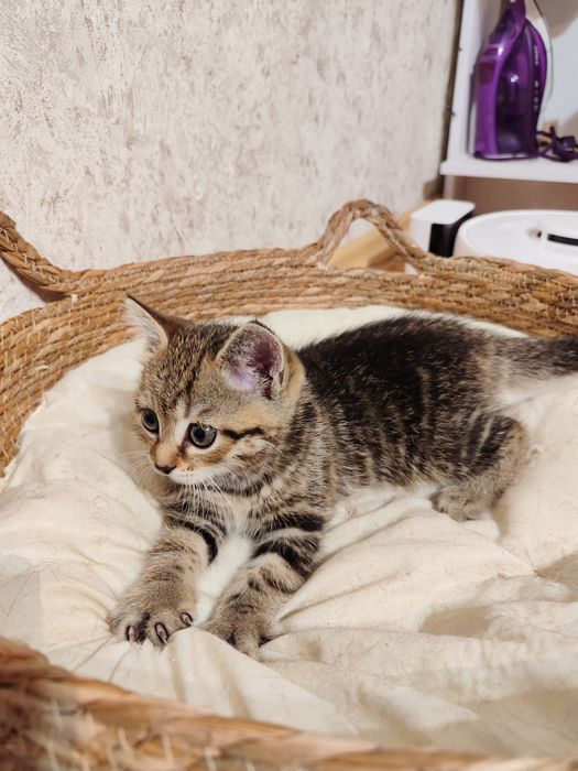 Отдам котят девочек