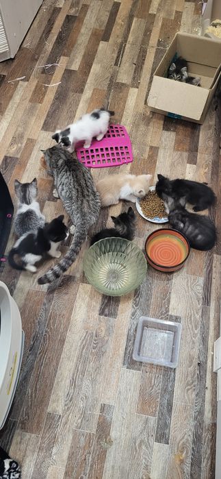 Супер котята ждут свои ручки
