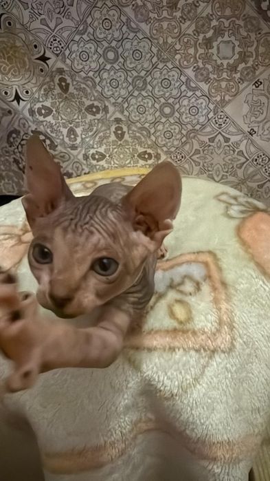 Котята девочки Донской Сфинкс