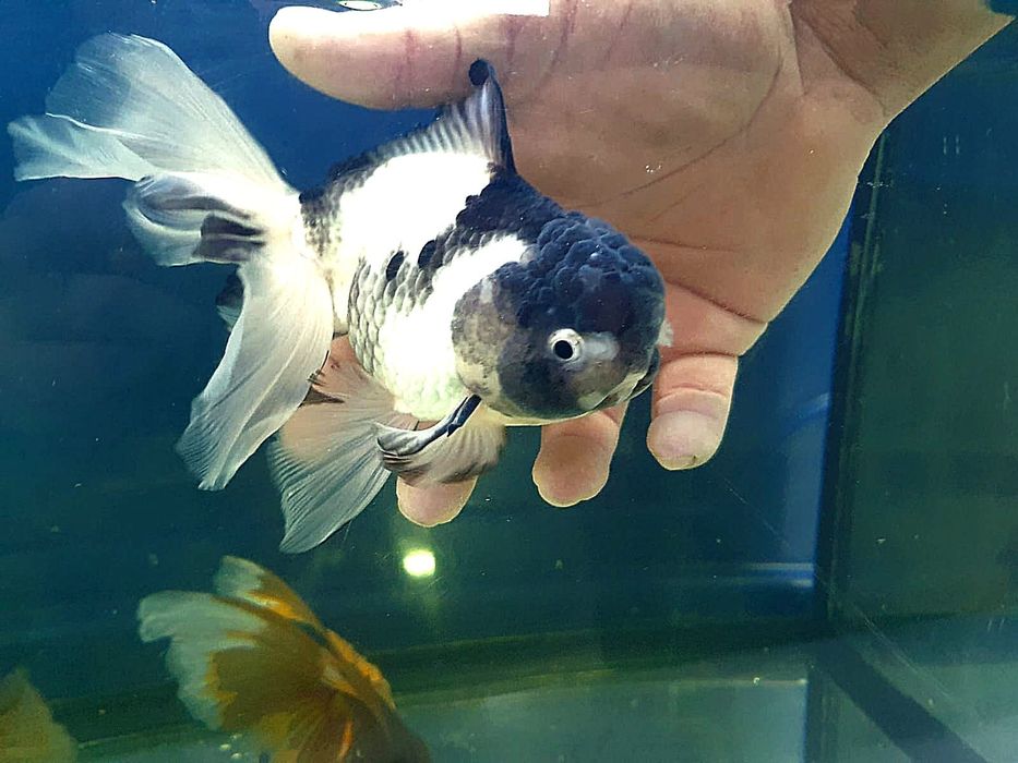 Carasi oranda!!!