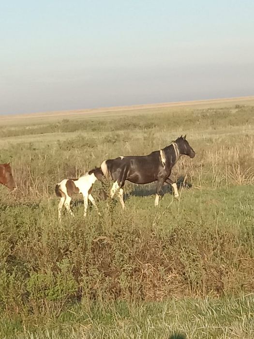 Продам кабылу с жеребенкам
