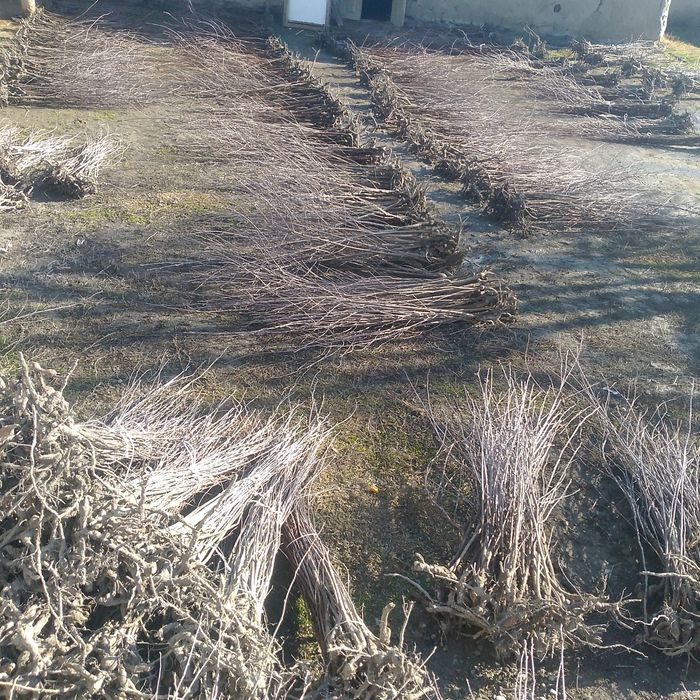 Gizilla 6 payvandtaglar sotuvda mavjud