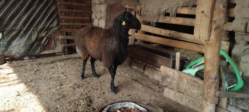 Қой мен Шібіш сатылады