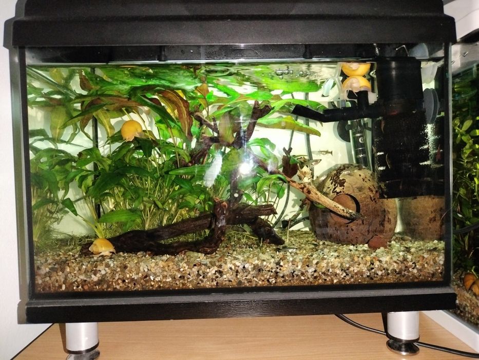 Vând acvarii complet echipate. Detalii in privat