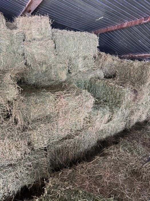 Клевер 2 кос зеленый