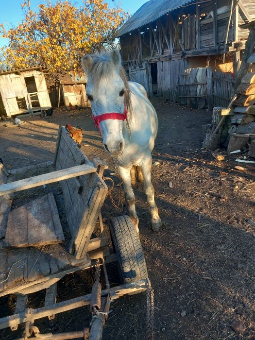 Cal de vânzare   foarte bun