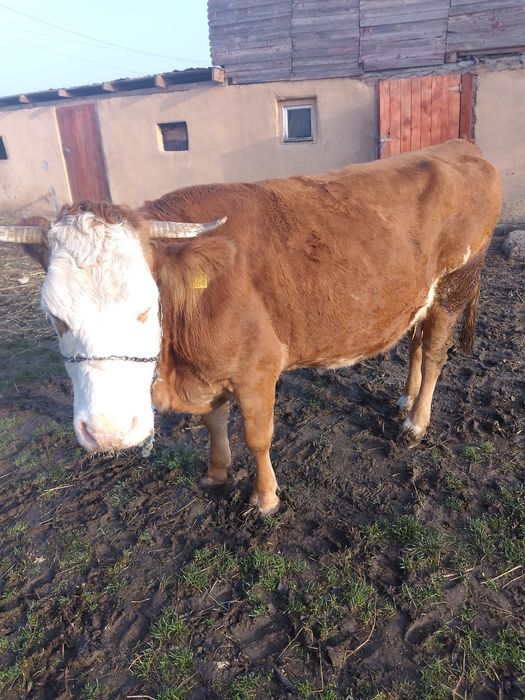 Vând vacă Bălțată Româneasca cu tăuraș