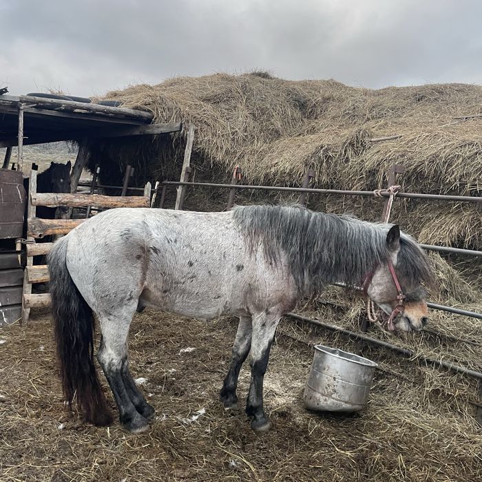 продам 1 Жеребец и 3 тай