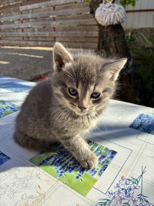Pui de pisică gri deschis