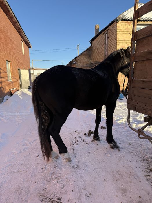 Продам жеребца обученного