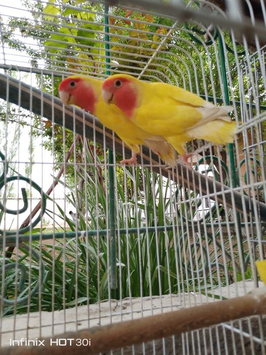 Неразлушка битта индан иккиси 7 ойлик, кафаси билан 500 000 сўмг