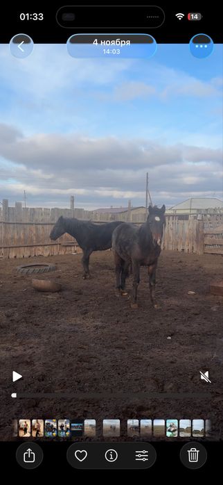 Полтарашка сатылады