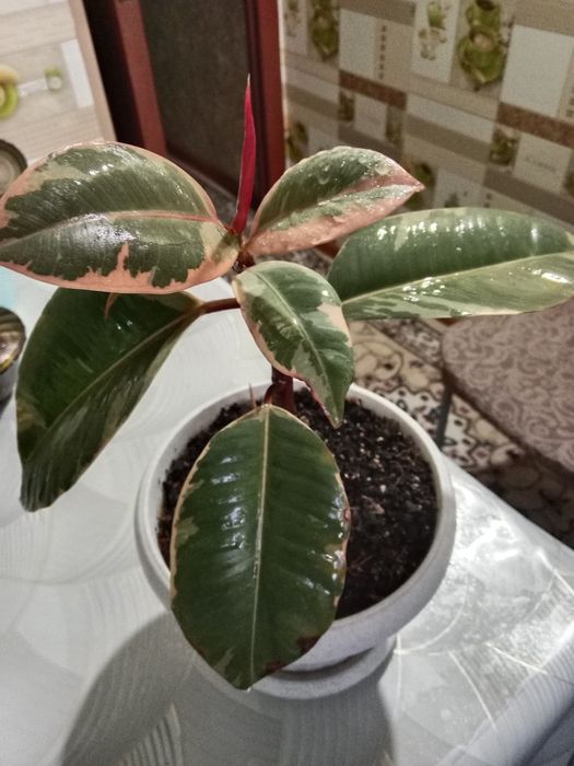 Фикус Тинеке продам