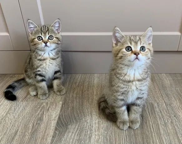 В Продаже Котята