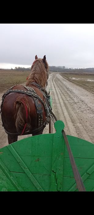 Vând sau dau și la combinație harmasar de 8 ani