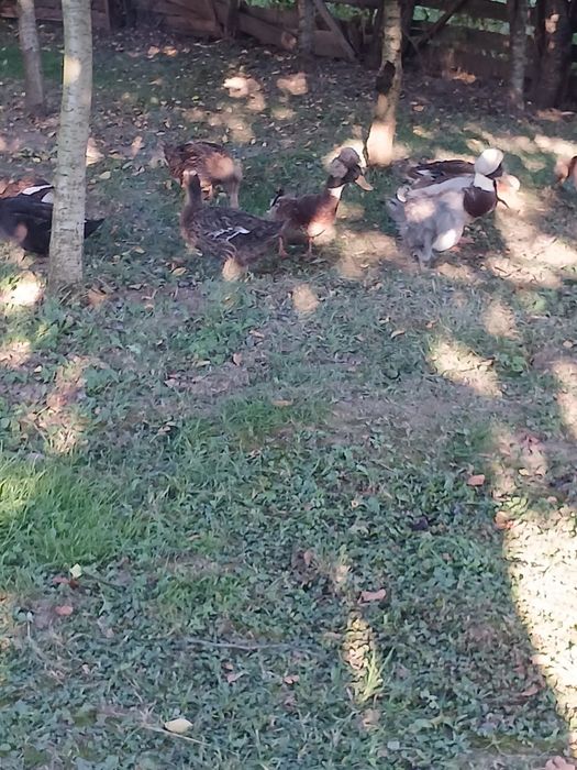 Vând familie de rate moțate formată din 4 femele și un mascul!