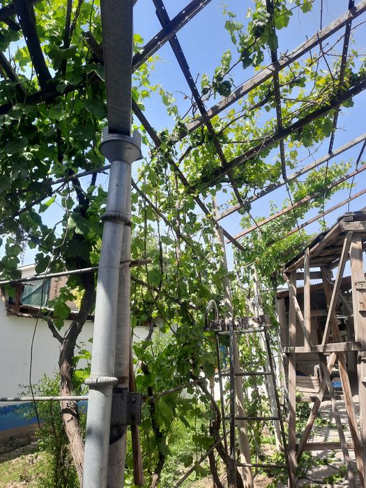 Богбон. Хизмати.