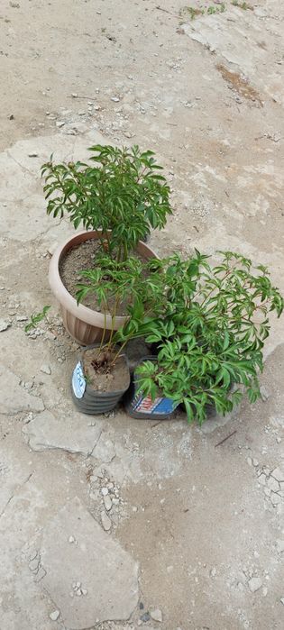 Продам саженцы, и.т.д.