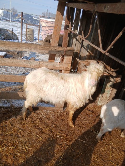 Tap metis anglonubian/carpantina