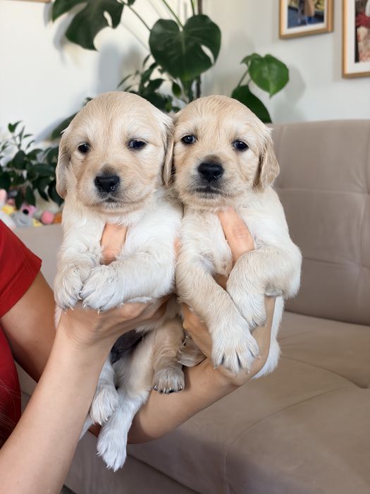 Кученца голдън ретривър