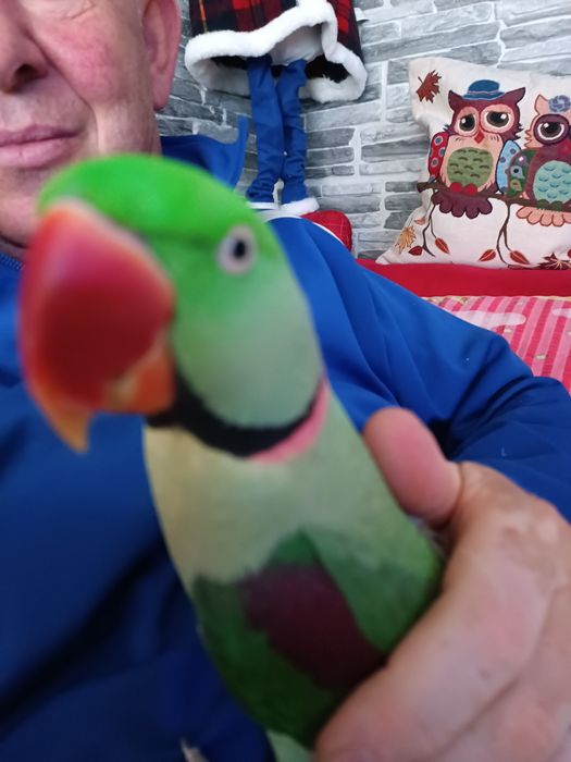 Vând papagal Marele Alex blând