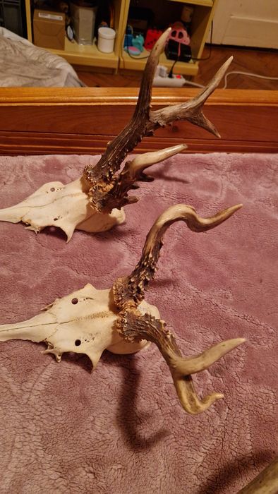 Trofeie caprior unicate cu malformati pastrate impecabil