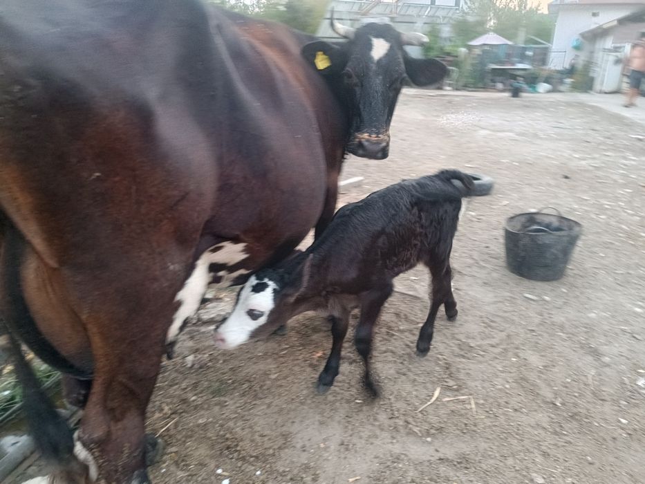 Vând vaca Holstein cu vițelușă