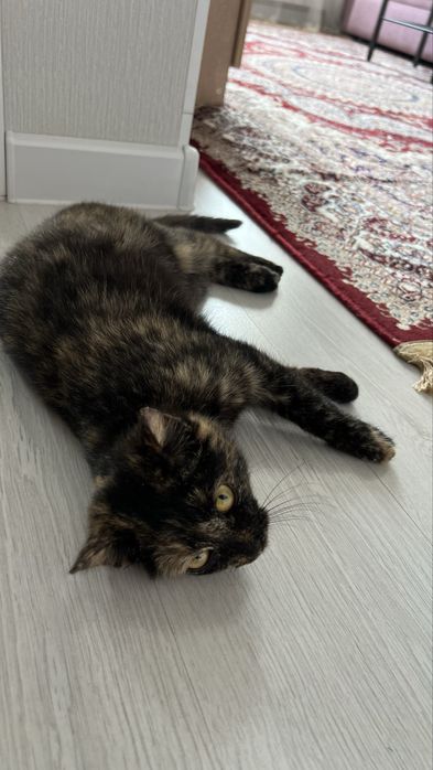 Кошка черепахового окраса