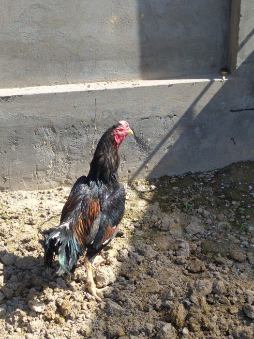 Dakan xoroz sotiladi