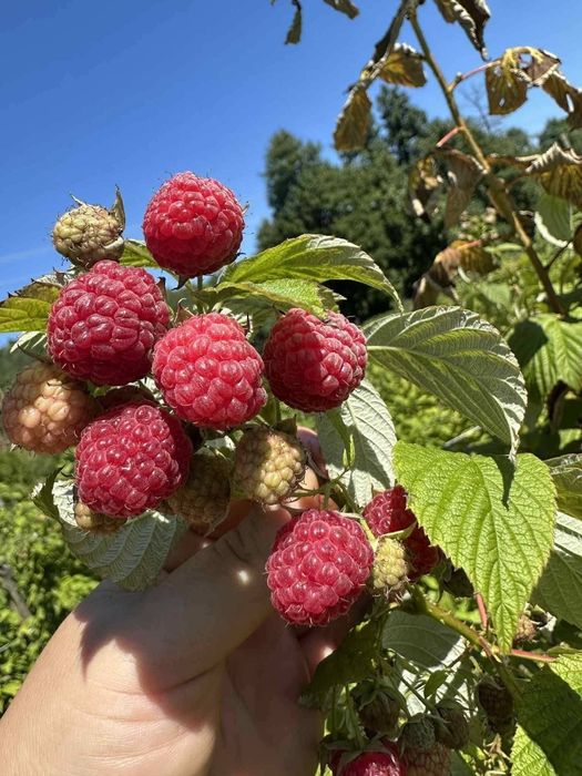 Продавам разсад малини