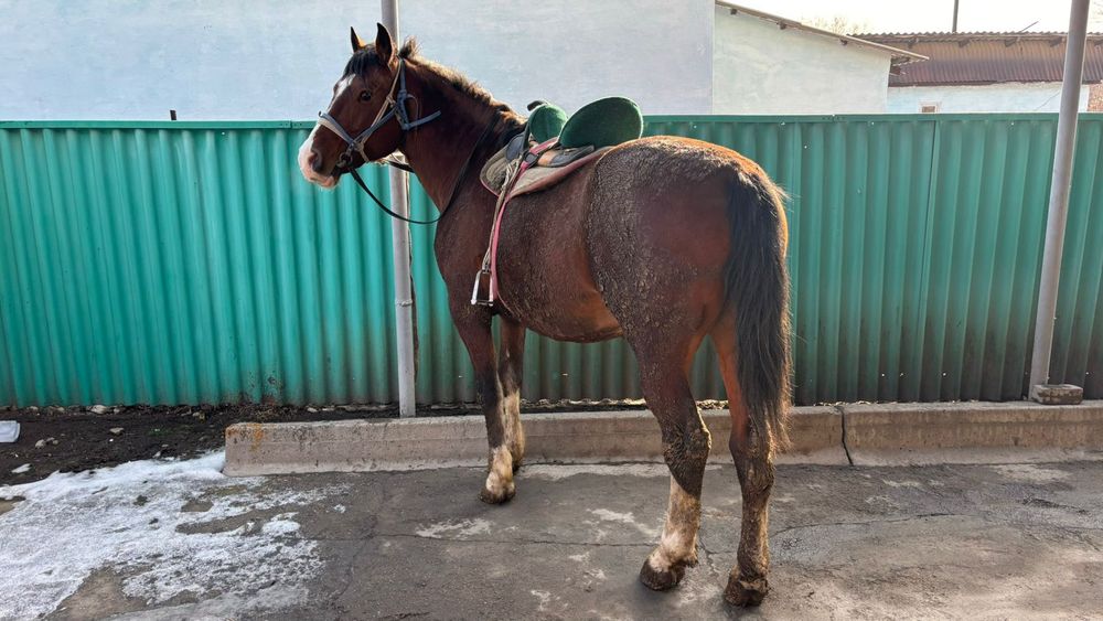 Айгыр сатылады айгыр