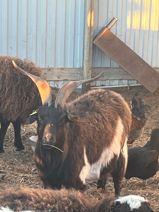 Козы ешкі лақ шыбыш