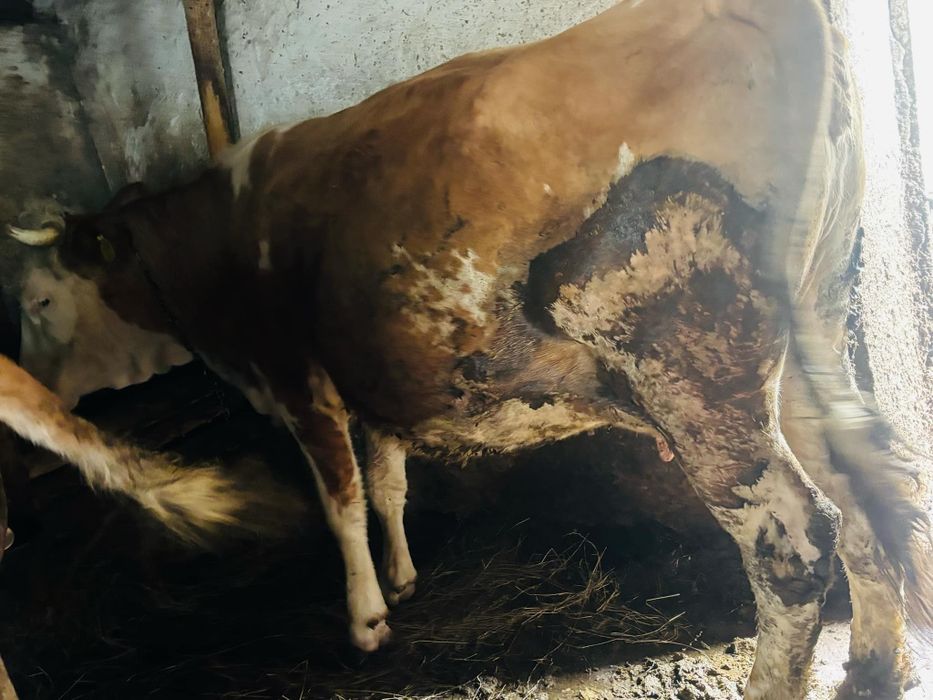 Vaca de abator tanara