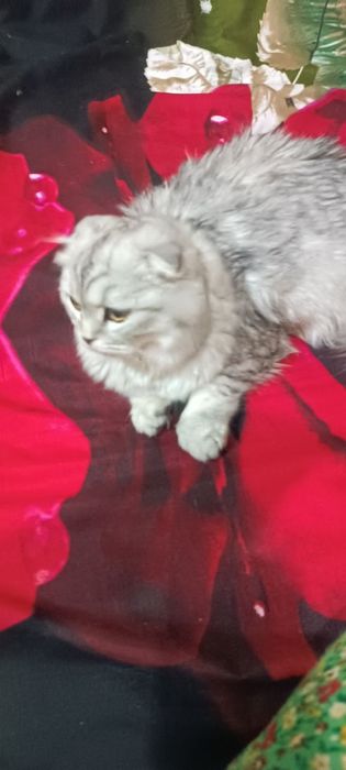 Продам серебристая шиншила