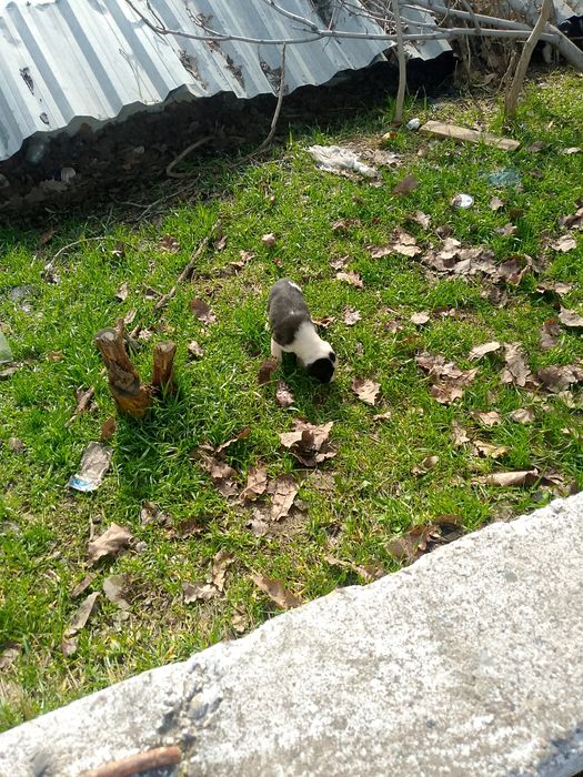 Щенки 5 штук отдам хорошую руки