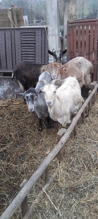 Capre tinere de vânzare