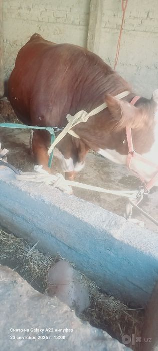 Mol sotiladi srochni