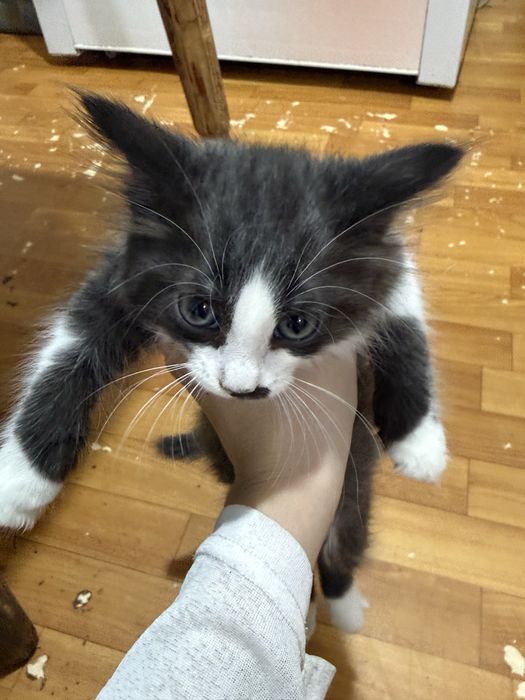 Отдам котят в добрые руки
