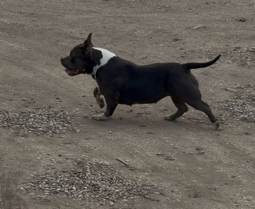 Американско були