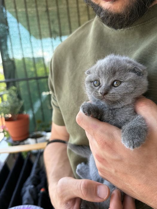 Британски/шотлански късокосмести котета