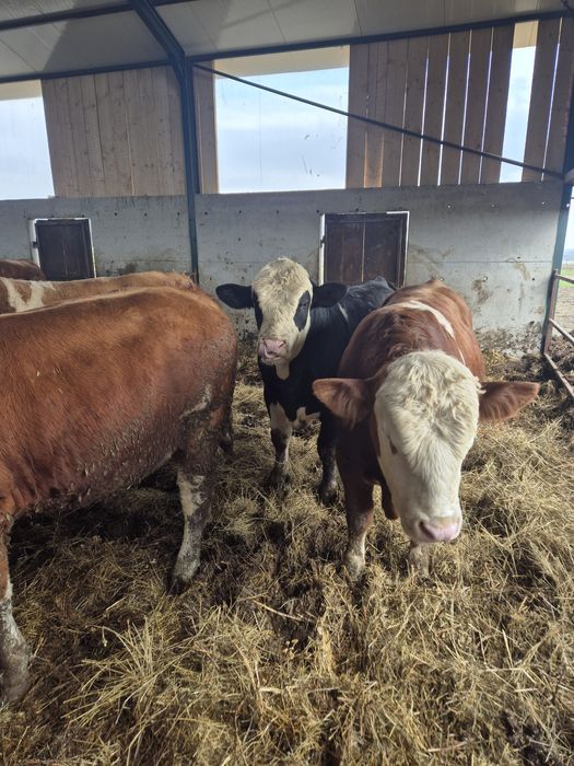 Tauri băltată românească