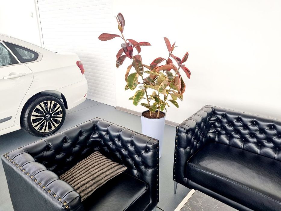 Офисные растения цветы для офиса